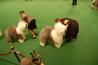 Illustration for article titled Dogging It At Westminster